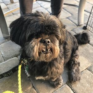 Meet your Posher, Sam